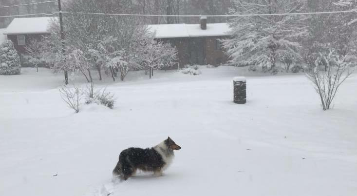 Collies in snow